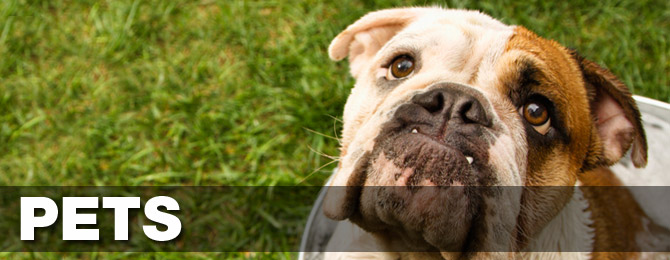 Pets: dogs, cats, birds, snakes