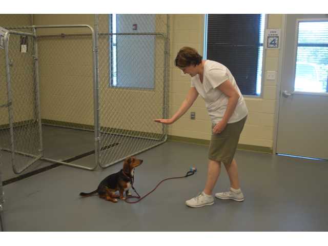 Barrow animal control implements changes, improvements Barrow animal control implements changes, improvements