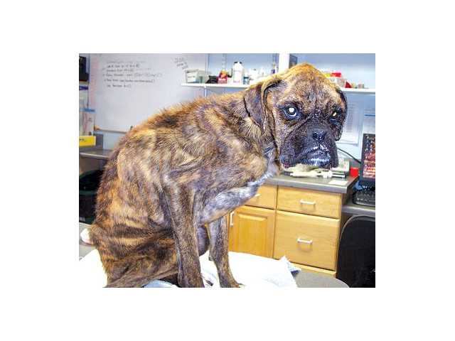 Animal control: No room for more to stay