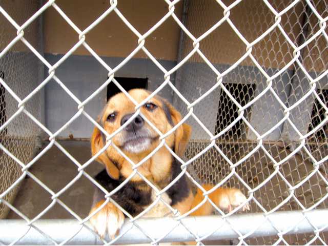 Animal control: Watchful neighbors benefit pets