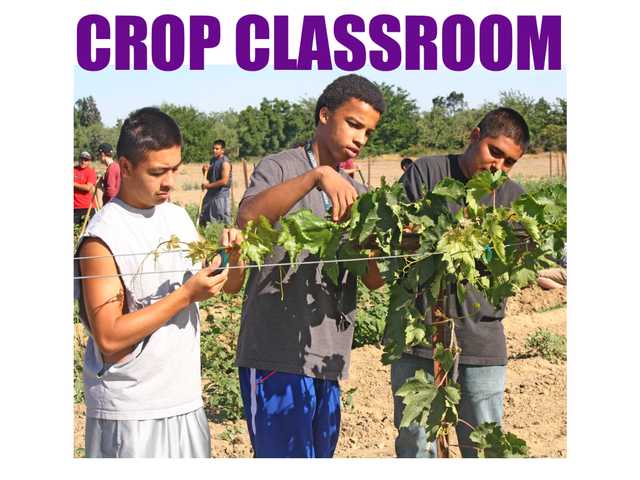 Crop classroom