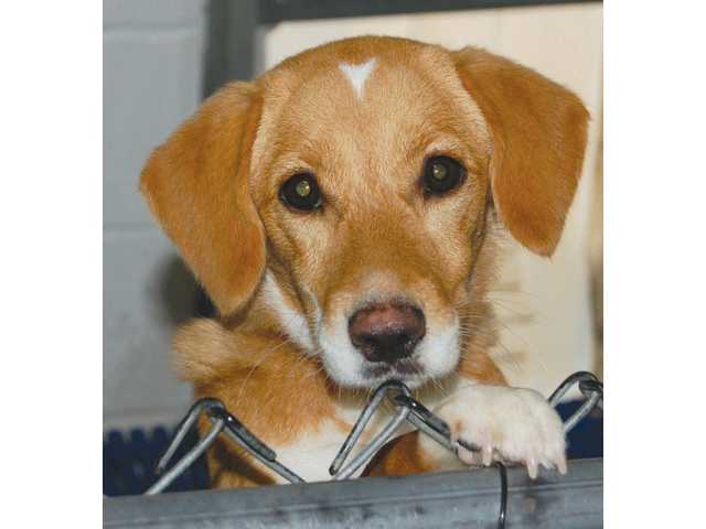 Pets of the Week -- Nov. 5, 2010