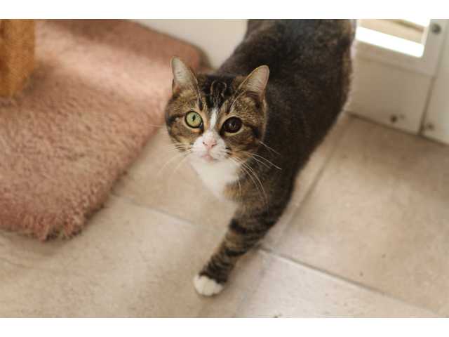 Pets of the week -- Feb. 17, 2012