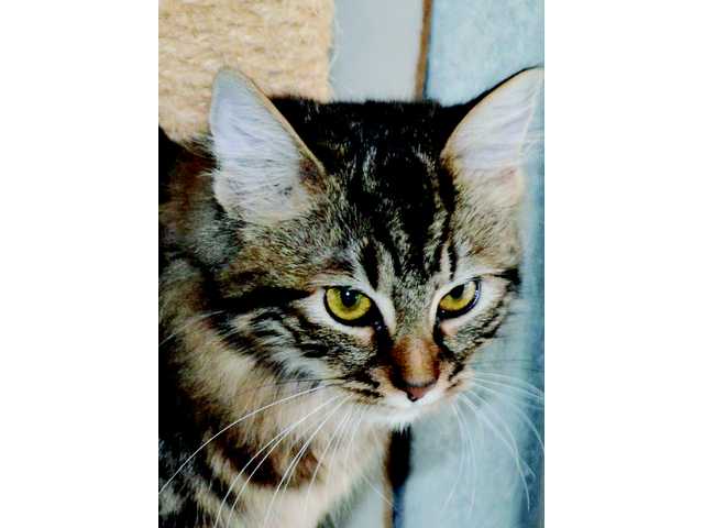 Pets of the Week -- Feb. 22, 2013