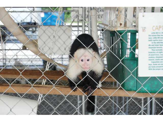 Jungle Safari delights some, rankles others