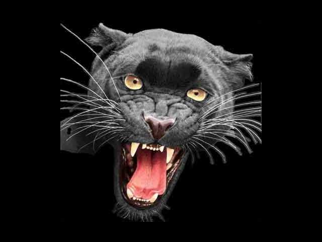 Panthers Effingham preview