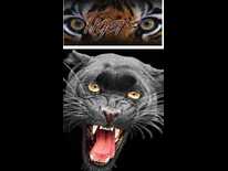 Tigers, Panthers end spring training