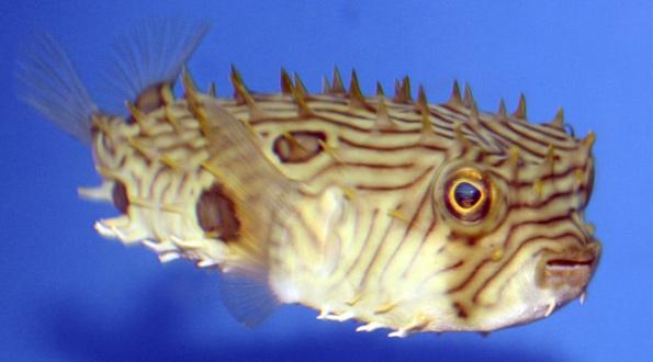 The age of aquaria
