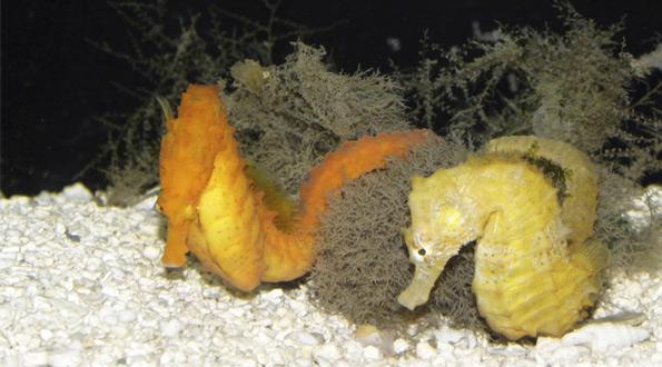 The age of aquaria