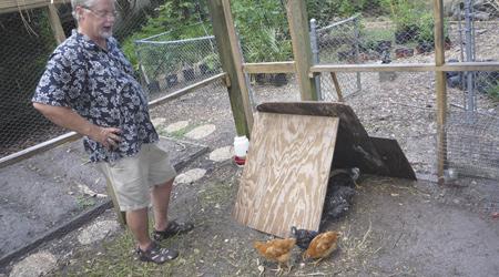 More urban chicken coops crop up