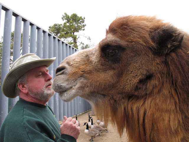 Jersey camel predicts the Super Bowl winner