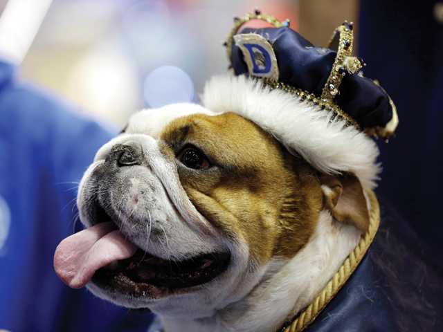 Weird News: Pup named Huckleberry crowned 'Beautiful Bulldog'