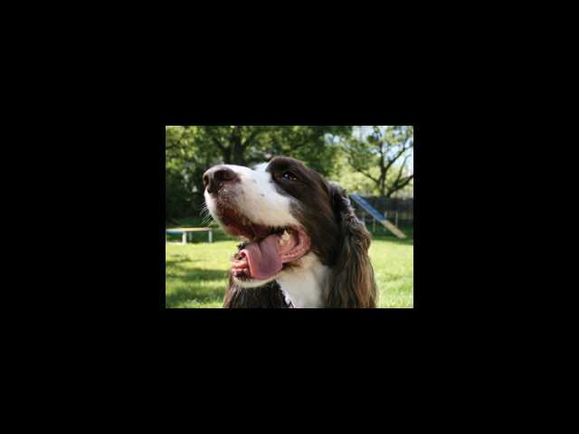 Cat and dog myths debunked