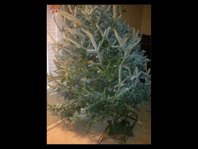 O (lonely lil') Christmas tree, please forgive me
