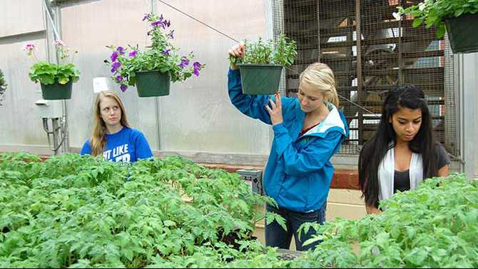 Locally grown at RCA