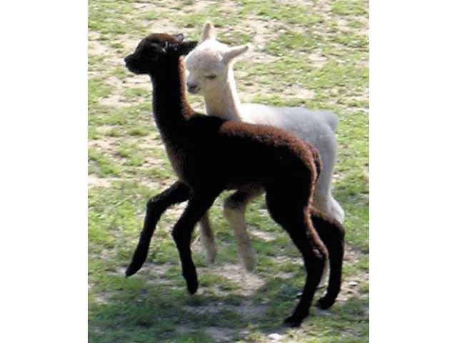 Fuzzy Alpaca