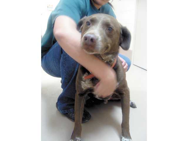 Pet of the week: Feb. 28