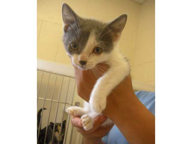 Pet of the Week - July 7