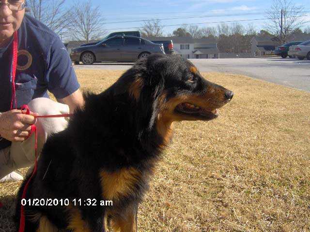 Pet of the week - Feb. 6