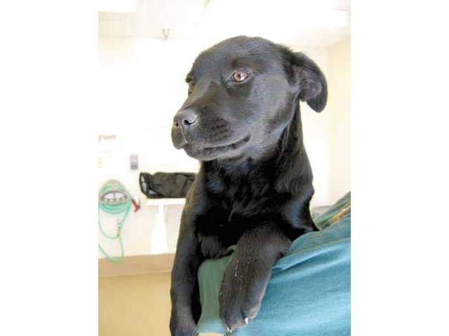 Pet of the week - Feb. 20