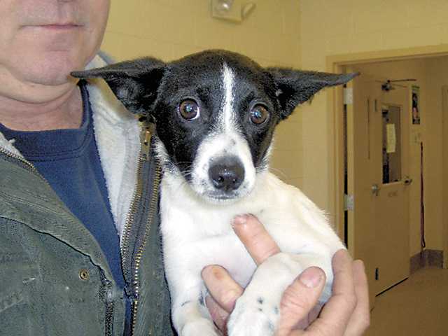 Pet of the Week - Jan. 16