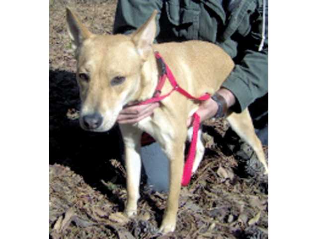 Pet of the week - Jan. 9