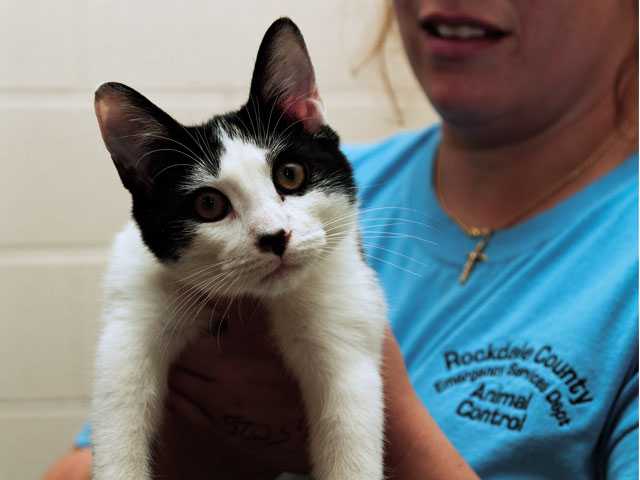 Pet of the Week - Aug. 14