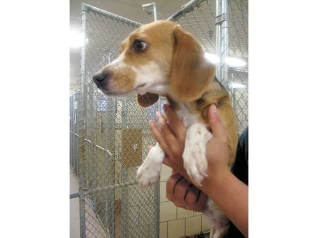 Pet of the week - March 6