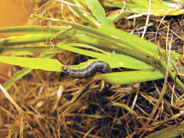 By Extension: Beating back the armyworms