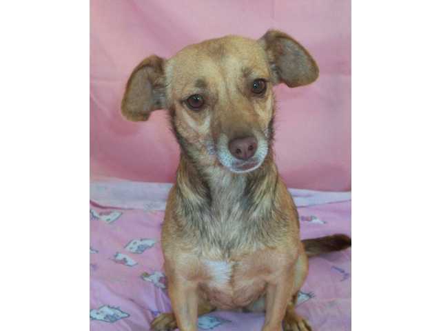Adoptable dogs looking for homes this new year