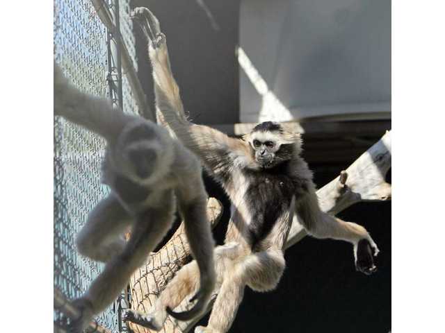 Gibbons looking to leave town