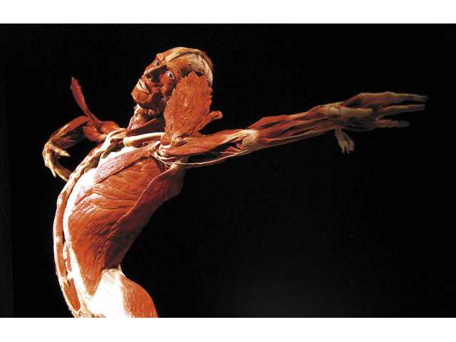 Not for the faint of heart -- the world of the body