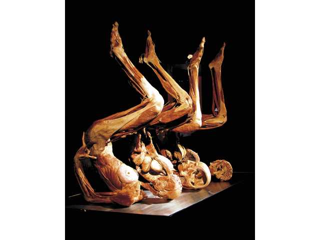 Not for the faint of heart -- the world of the body