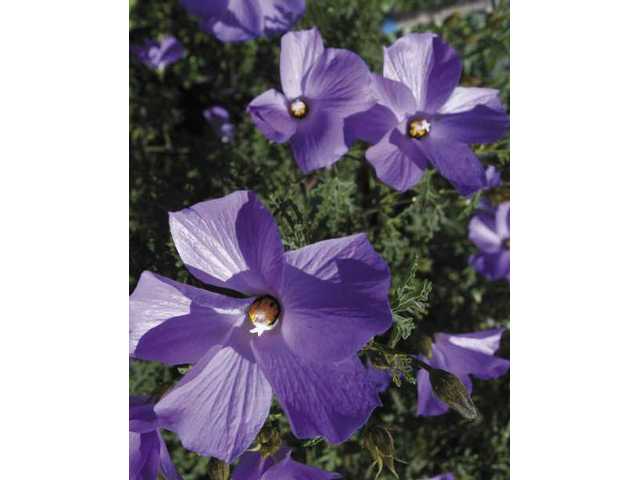 Spring gardening tips