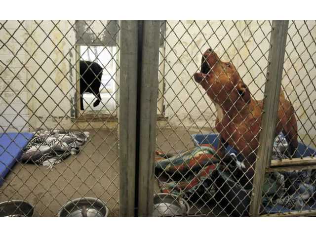 Crews remodel Castaic animal shelter