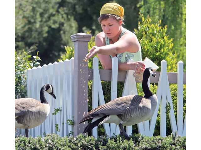 UPDATED: Take a gander at Bridgeport geese