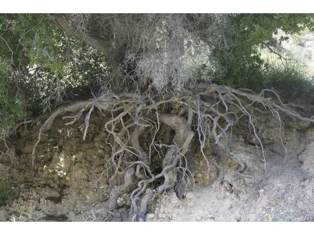 Erosion creates unsafe tree