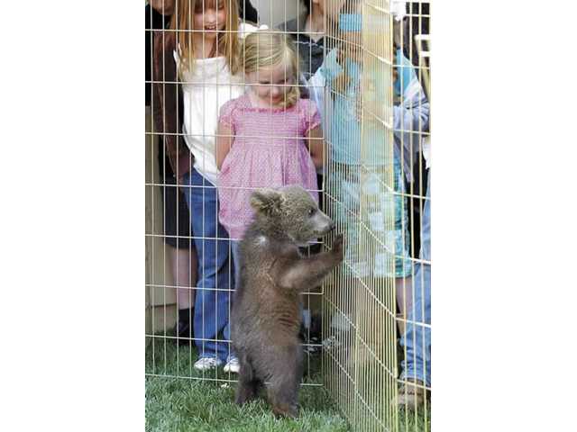 Understanding wild animals