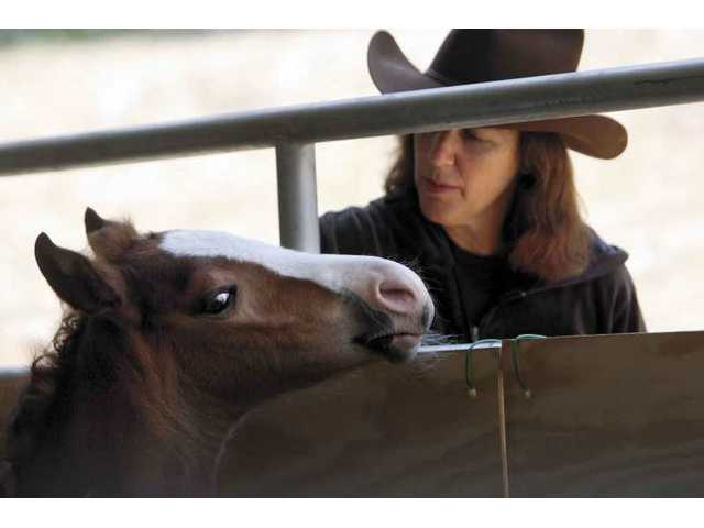 Rough birth for foal, mother in Canyon Country
