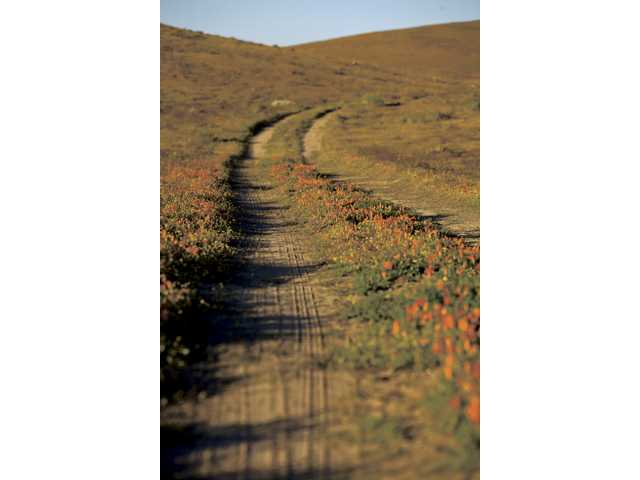 California Poppy Festival and Ventura ArtWalk April 25-26