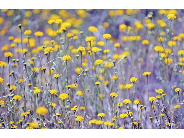 Placerita Canyon Nature Center: Where the wild things are