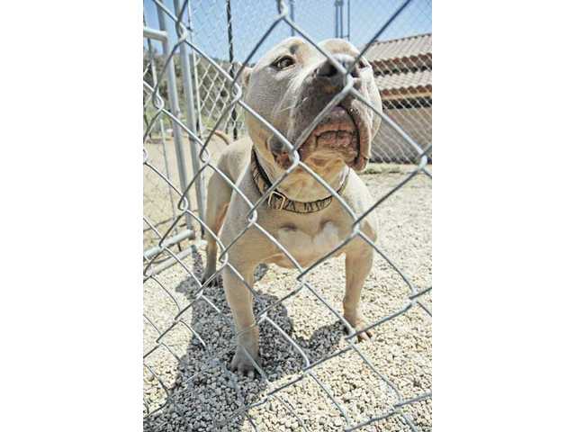 ‘UnderDawgz’ to reality stars