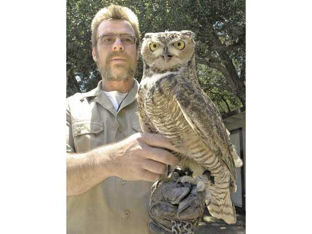 Birds of prey soar over SCV