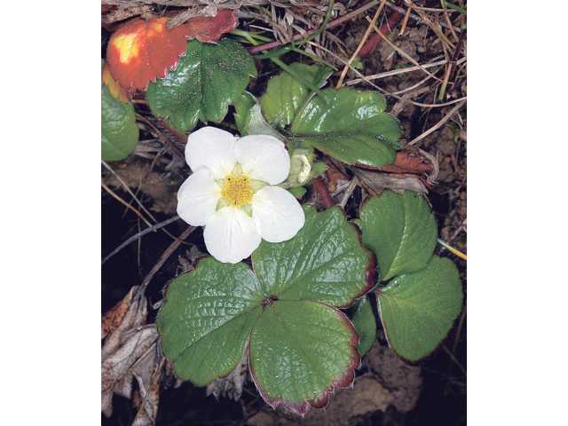 Fire-resistant, California-friendly plants