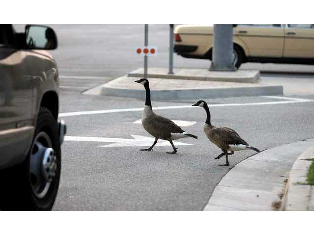 Duck, duck goose: UPDATED with photos