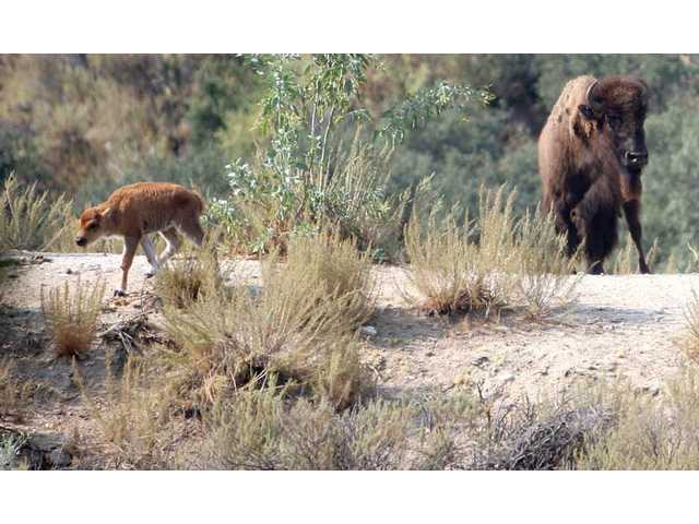 Bison baby boom