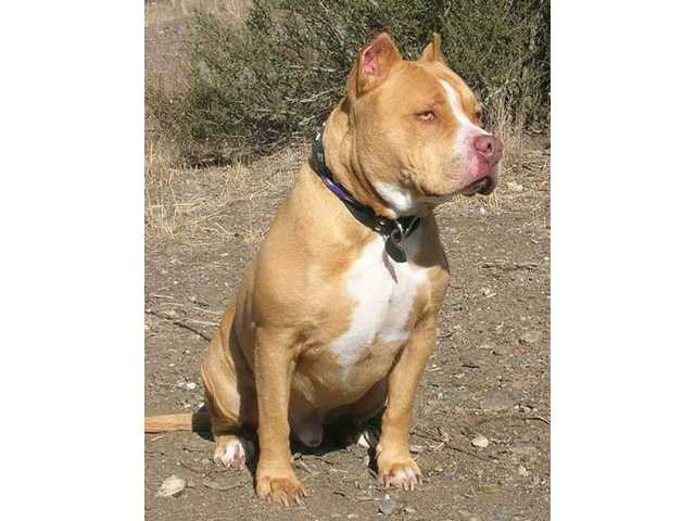 Animal adoption corner