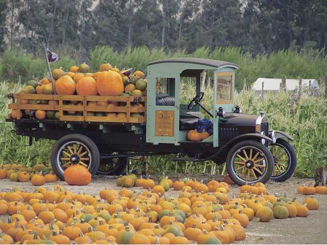 Pumpkin Patching