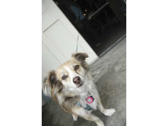 Temple prays for pets