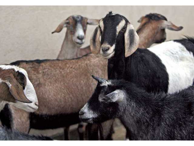 To greener pastures: Farm animals from closed Six Flags attraction go to Acton sanctuary